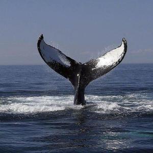 日本丰满肥护士BBw
