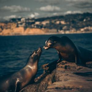 日本丰满肥护士BBw
